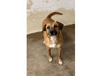 Adopt Lola a Brown/Chocolate Black Mouth Cur / Mixed dog in Paducah