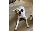 Adopt Arrow a White - with Black Boxer / Mixed dog in McKinney, TX (41009825)