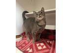 Adopt Jayce a Gray or Blue Domestic Shorthair / Domestic Shorthair / Mixed cat