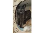 Adopt Celestite a Gray or Blue Domestic Shorthair / Domestic Shorthair / Mixed