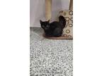 Adopt Agate a All Black Domestic Shorthair / Mixed Breed (Medium) / Mixed (short