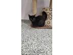 Adopt Agate a All Black Domestic Shorthair / Domestic Shorthair / Mixed cat in