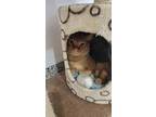 Adopt Vroom a Orange or Red Domestic Shorthair / Mixed Breed (Medium) / Mixed
