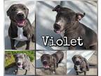 Adopt Violet a Merle American Pit Bull Terrier / Mixed Breed (Medium) / Mixed