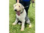 Adopt Wiggles a White - with Gray or Silver Old English Sheepdog / Mixed dog in