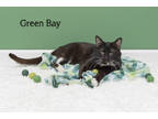 Adopt Green Bay a All Black Domestic Shorthair / Domestic Shorthair / Mixed cat