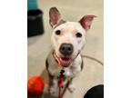 Adopt Shiloh a White American Pit Bull Terrier / Mixed Breed (Medium) / Mixed