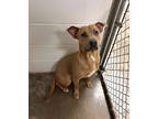 Adopt Rhett a Brown/Chocolate Terrier (Unknown Type, Medium) / Mixed Breed