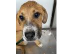 Adopt Baxter a Tan/Yellow/Fawn Retriever (Unknown Type) / Mixed dog in Fort