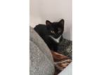 Adopt Felicia a All Black Domestic Shorthair / Domestic Shorthair / Mixed cat in