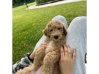 Goldendoodle Puppy for sale in Olympia, WA, USA