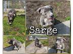 Adopt Sarge a Gray/Blue/Silver/Salt & Pepper American Pit Bull Terrier / Mixed