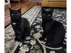 Adopt Whimsy a All Black Domestic Shorthair / Domestic Shorthair / Mixed cat in
