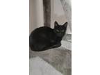 Adopt Mad Max a All Black Domestic Shorthair / Mixed Breed (Medium) / Mixed