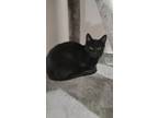 Adopt Mad Max a All Black Domestic Shorthair / Domestic Shorthair / Mixed cat in