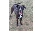 Adopt Pita a Black Mixed Breed (Large) / Mixed dog in Belmont, NY (39301612)
