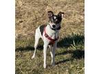 Adopt Jellie a White Rat Terrier / Mixed Breed (Medium) / Mixed (short coat) dog