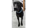 Adopt Bryer a Black Labrador Retriever / Mixed Breed (Medium) / Mixed (short