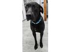 Adopt Bryer a Black Labrador Retriever / Mixed dog in Danville, IL (40859332)