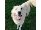 Adopt Filly a White Husky / Mixed dog in Dallas, TX (40956044)