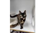 Adopt Petal a All Black Domestic Shorthair / Domestic Shorthair / Mixed cat in