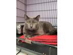 Adopt Lenny a Gray or Blue Domestic Shorthair / Domestic Shorthair / Mixed cat
