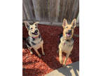 Adopt Shai a Black German Shepherd Dog / Mixed dog in Fresno, CA (41008958)