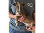 Adopt Mustang a Merle Mountain Cur / Shepherd (Unknown Type) / Mixed dog in