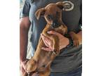 Adopt Bentley a Brown/Chocolate - with White Mountain Cur / Shepherd (Unknown