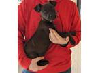 Adopt Mercedes a Brown/Chocolate Mountain Cur / Shepherd (Unknown Type) / Mixed