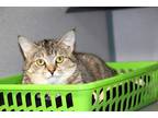 Adopt Shay a Brown Tabby Domestic Mediumhair (medium coat) cat in