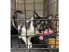 Adopt Jillian a All Black Domestic Shorthair / Domestic Shorthair / Mixed cat in