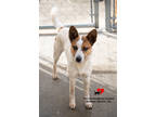 Adopt Kirk a White Australian Cattle Dog / Mixed dog in Toccoa, GA (40544377)