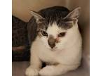 Adopt Larkin a Domestic Shorthair / Mixed (short coat) cat in El Dorado