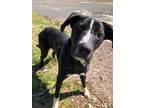 Adopt Mystery a Black - with White Labrador Retriever / Border Collie / Mixed