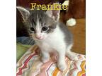 Frankie Domestic Shorthair Kitten Male