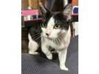 Adopt Oreo a All Black Domestic Shorthair / Domestic Shorthair / Mixed cat in