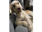 Adopt April a White - with Red, Golden, Orange or Chestnut Goldendoodle / Mixed