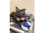 Adopt Owen a Black American Pit Bull Terrier / Mixed dog in Fishers