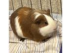 Adopt Twix a White Guinea Pig / Guinea Pig / Mixed (short coat) small animal in