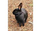 Adopt Bean a Other/Unknown / Mixed (short coat) rabbit in Scotts Valley