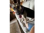 Adopt Kiki a German Shepherd Dog / Mixed dog in Bloomington, IN (39546198)