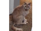 Adopt Moonpie a Domestic Mediumhair / Mixed (short coat) cat in Bloomington