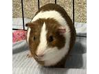 Adopt S'mores a White Guinea Pig / Guinea Pig / Mixed (short coat) small animal