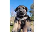Adopt Snickers a Black - with Brown, Red, Golden, Orange or Chestnut Husky /