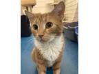 Adopt Franny a Orange or Red Domestic Shorthair / Mixed Breed (Medium) / Mixed