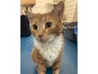 Adopt Franny a Orange or Red Domestic Shorthair / Domestic Shorthair / Mixed cat