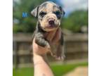 Mutt Puppy for sale in Arlington, TX, USA
