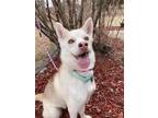 Adopt Sky a White - with Red, Golden, Orange or Chestnut Husky / German Shepherd