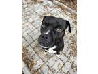 Adopt Blackbeard a Boxer / Mixed dog in Portsmouth, VA (39889979)